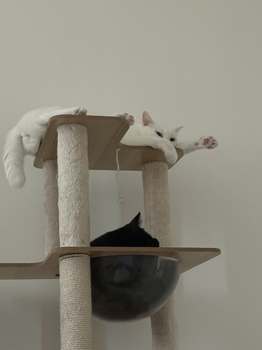 7_maiku's tweet photo. 挙手猫 https://t.co/W7HAOrGRXp