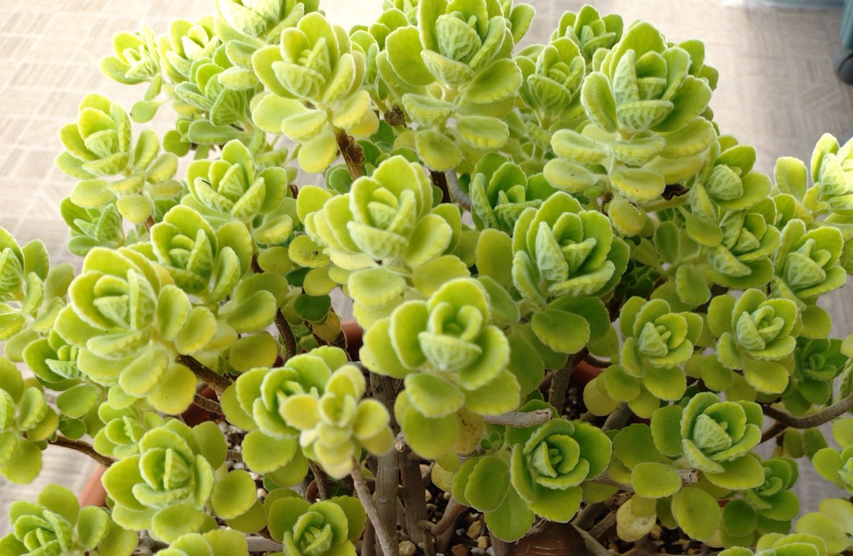 CureMommy's tweet photo. うちのアロマティカス
ミントみたいな香りのする多肉植物ハーブです
ゴキブリよけ効果があるらしい…確かに見かけないかも…？
#eg813 https://t.co/hM1W3QLAAW
