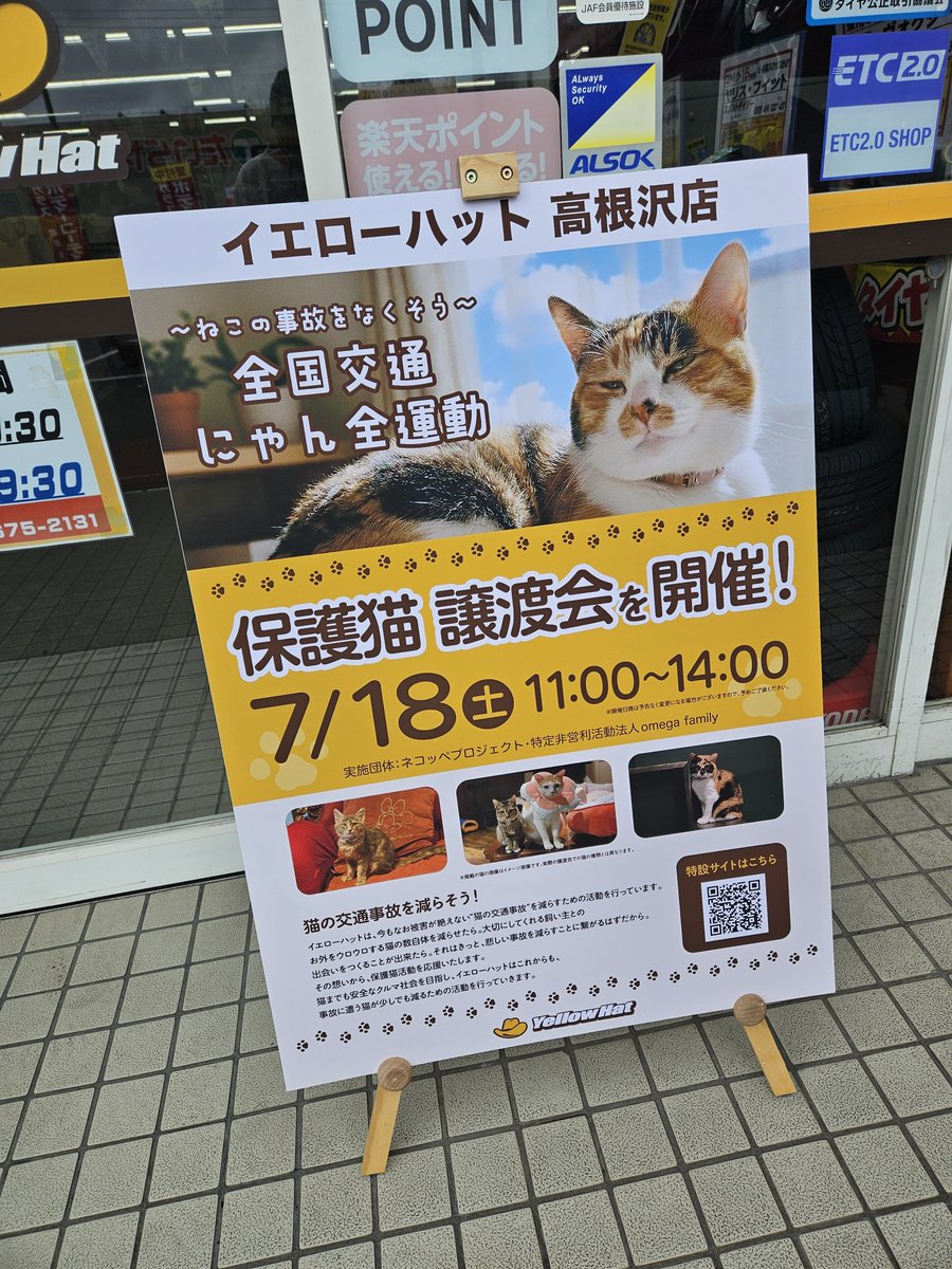 P5Ylle6okT1636's tweet photo. 先週はイエローハット高根沢店さんの保護猫譲渡会に出させていただいてきました！お店の中で譲渡会を開かせていただけるなんて本当にありがたいです😸✨️ https://t.co/yHlJYMNBdG
