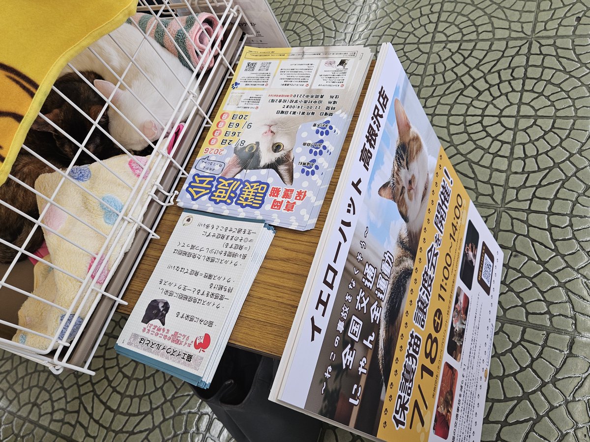 P5Ylle6okT1636's tweet photo. 先週はイエローハット高根沢店さんの保護猫譲渡会に出させていただいてきました！お店の中で譲渡会を開かせていただけるなんて本当にありがたいです😸✨️ https://t.co/yHlJYMNBdG