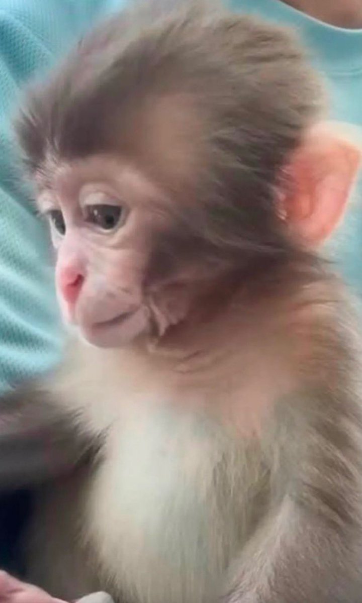 ryuppebechstein's tweet photo. パンチ🐒 ❣️❣️

㊗️お誕生日おめでとう🎉🍌

#HappyBirthdayPunch https://t.co/AWwcLQB4HG
