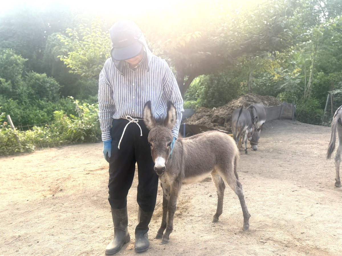 donkeyparadise's tweet photo. おはようございます☀
朝一番の掃除のときは、ローズマリーちゃんがスリスリ寄ってきます。
レイアもロッシータも小さい頃はそうでしたが最近あまり甘えてくれません🥲ロバの子は日毎にぐんぐん成長します。
よい日曜日を🌻 https://t.co/r5V1FGoAEY