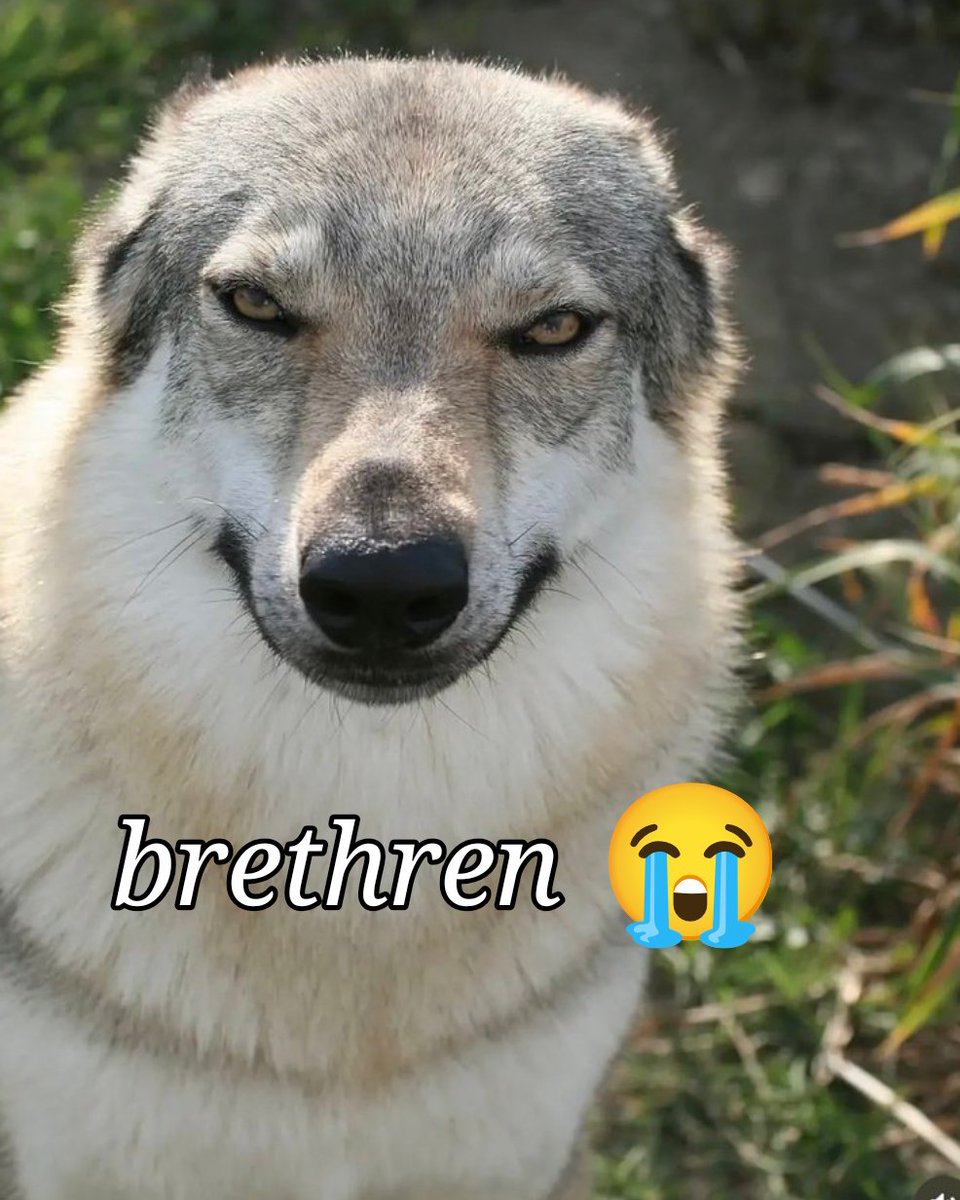 kobrathakilla's tweet photo. I need to make more of these, one on the right was for @NoonTheWolf https://t.co/5MRJhXIIDM