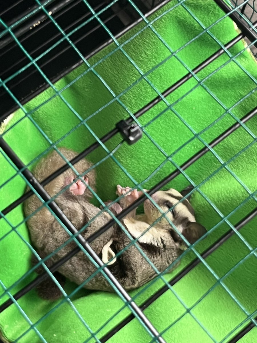 loonglast's tweet photo. open adopt sugar glider gemayy 🐿️

- dom jaktim
- bermahar 350k 
- betina classic grey
- alasan jual karna mau pindah pulau dan takut gabisa dirawat org rumah

t. wts jual open adopt hewan #sugarglider #zonauang #zonabu #zonajajan https://t.co/HTpRJh8Haa