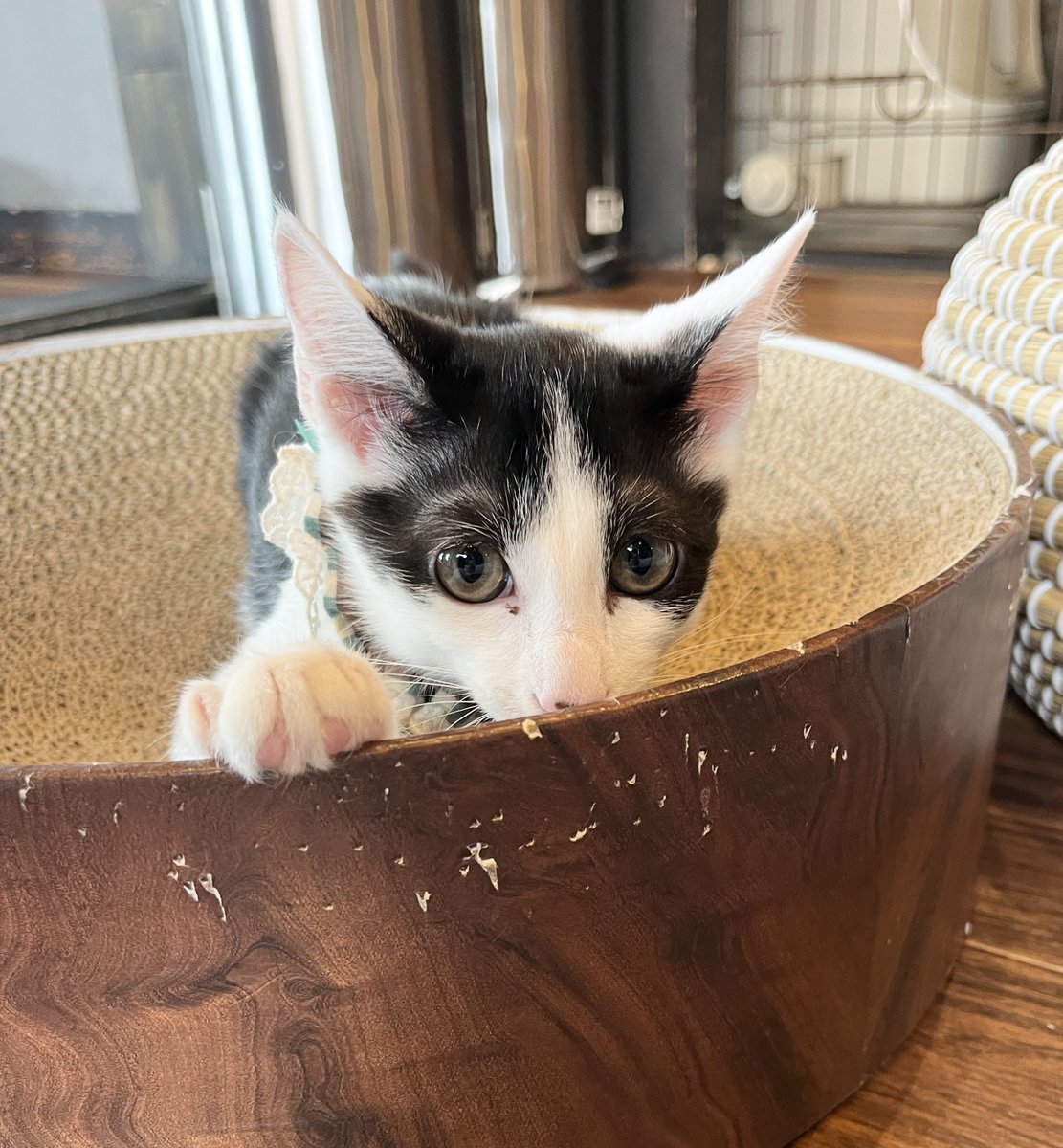 kamiitanyanko's tweet photo. 上板にゃんこ亭12時～OPENです🐱💕

フロアに慣れてきた小麦😋
仲良しファミリーなすずみとしぐれ🫂
獲物を見つめるはなび👀✨
くまさんみたいなおしりのレア(ふみふみ中)🐻🐾

皆さまのご来店をお待ちしております❣️
当日のご予約は→☎0362810382 https://t.co/Dy7OovjRKm