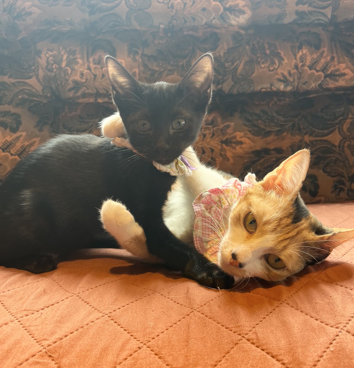 kamiitanyanko's tweet photo. 上板にゃんこ亭12時～OPENです🐱💕

フロアに慣れてきた小麦😋
仲良しファミリーなすずみとしぐれ🫂
獲物を見つめるはなび👀✨
くまさんみたいなおしりのレア(ふみふみ中)🐻🐾

皆さまのご来店をお待ちしております❣️
当日のご予約は→☎0362810382 https://t.co/Dy7OovjRKm