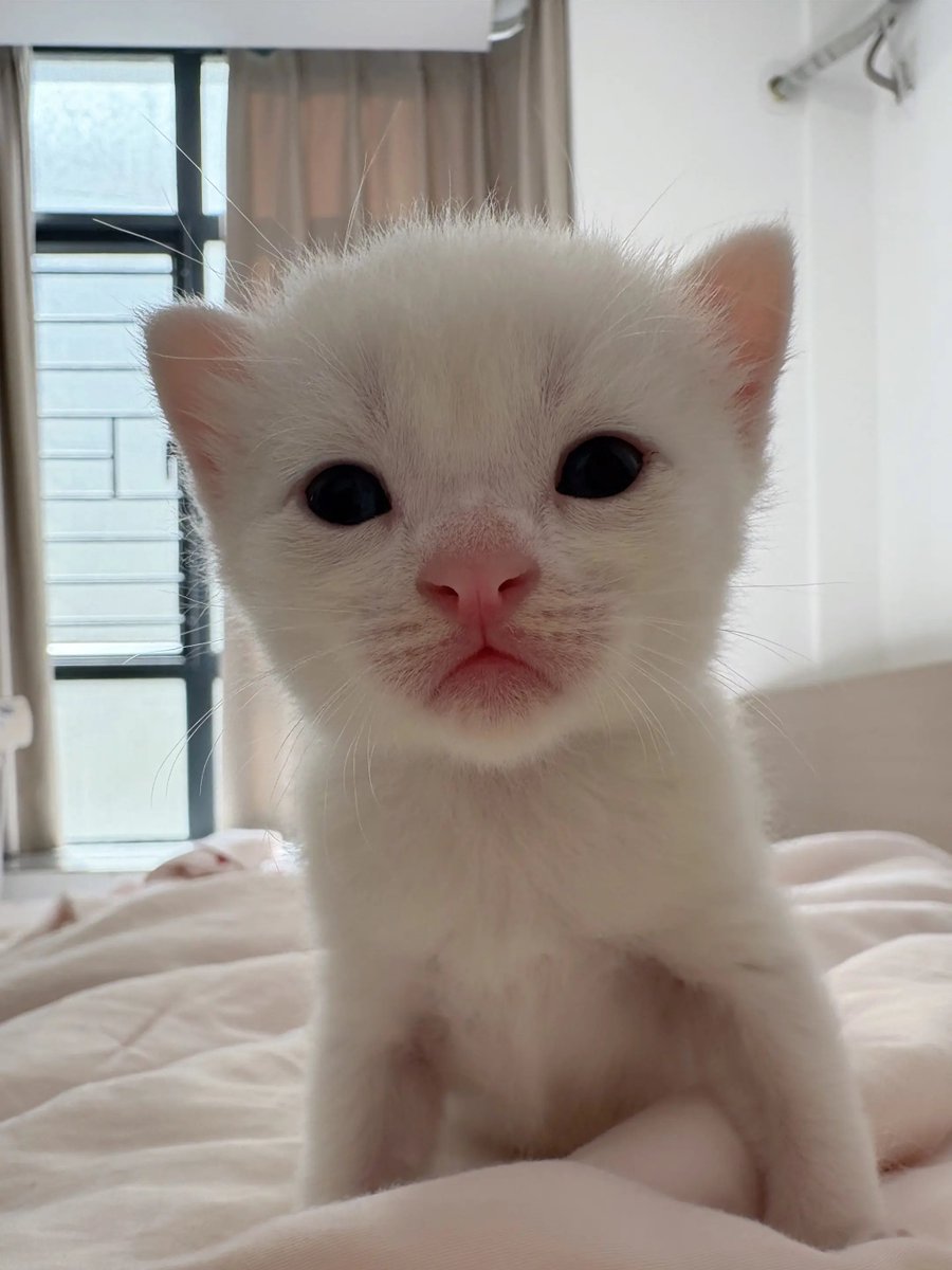 catsloversclubx's tweet photo. One tiny kitten, infinite happiness. 🤍 https://t.co/rGic23e79l