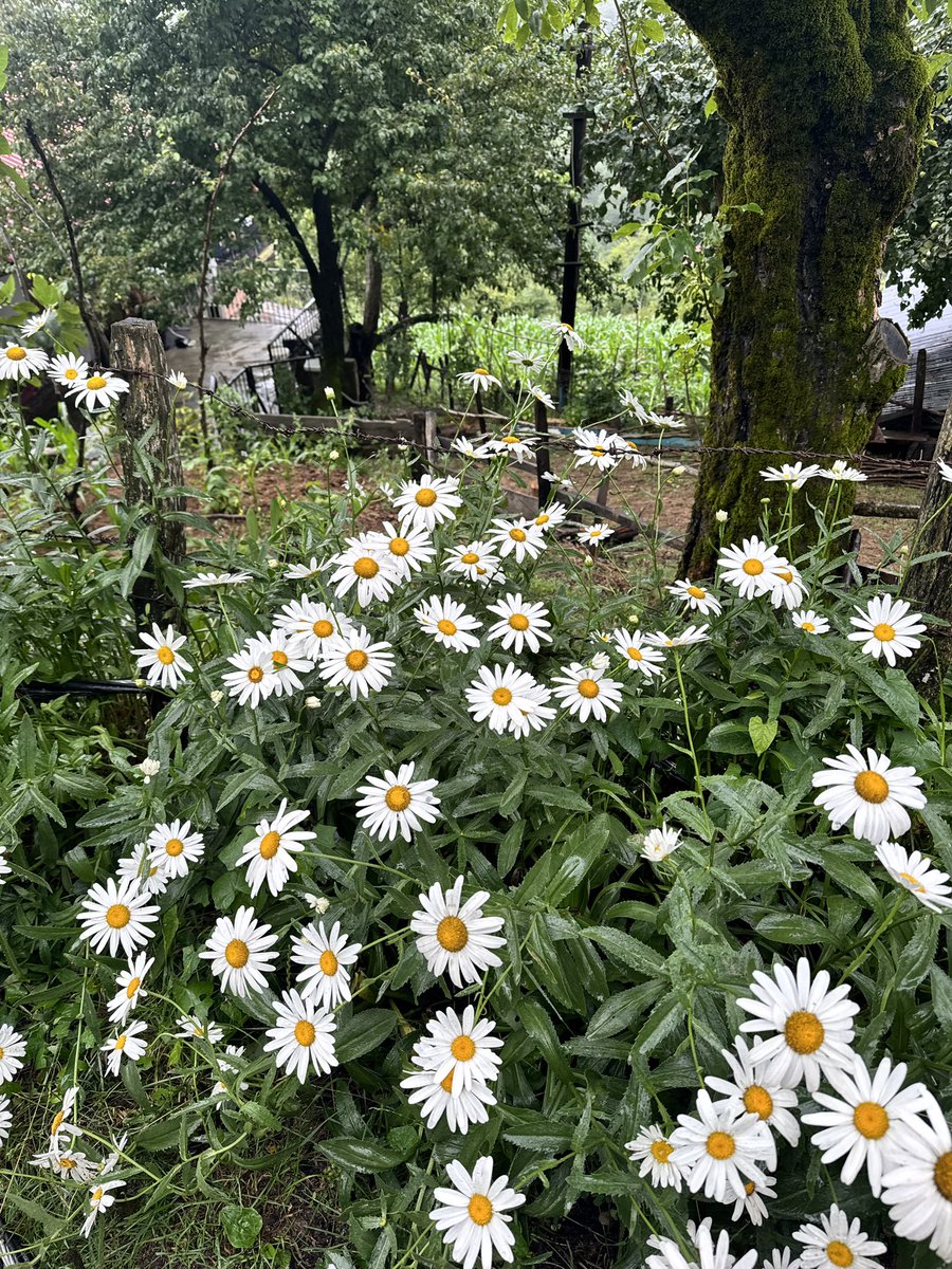 fatmafigenn's tweet photo. Benimkiler.. yıllar önce ekmiştim…🌼 https://t.co/f66KTAq12D