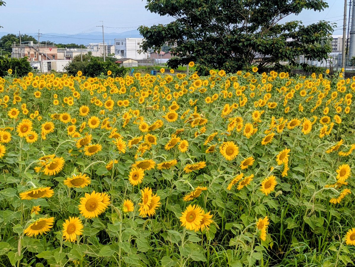 IslandBy's tweet photo. 今朝早くにとなり町(実際には市)のひまわり畑に行ってきました。
ここは見渡す限りひまわりです🌻🌻🌻
今日も朝からティーダカンカン(灼熱の太陽)🌞夏過ぎますね😅💦

#奈良県天理市 
#向日葵 https://t.co/dU9RRw6ANQ