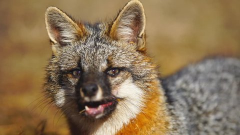 Butch_Hyperion's tweet photo. The ideal woman:
-Somewhat good at killing small prey animals
-Loves you conditionally
-Yip yips at you
-Can dig (ruins your garden)
-Hides her food from you https://t.co/MaZ9Nz0Oyv