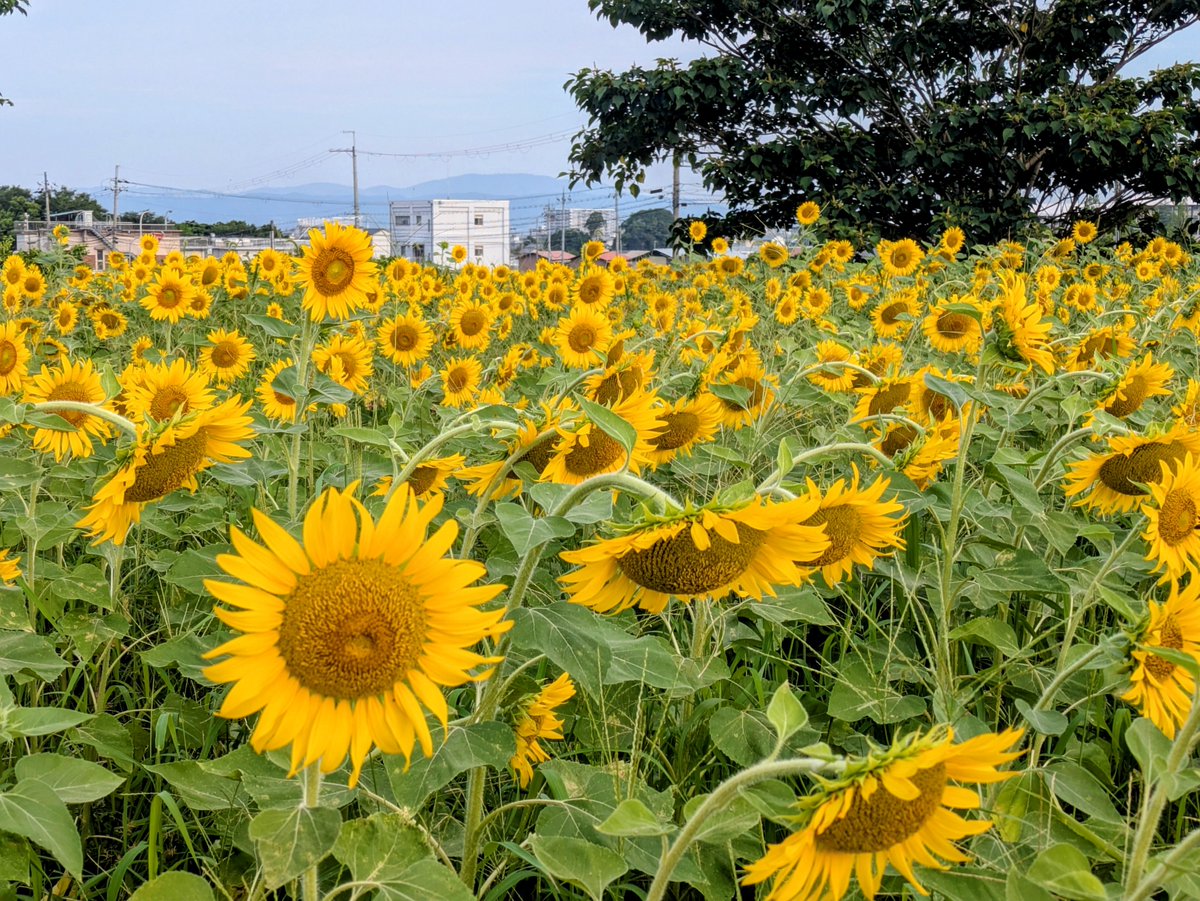 IslandBy's tweet photo. 今朝早くにとなり町(実際には市)のひまわり畑に行ってきました。
ここは見渡す限りひまわりです🌻🌻🌻
今日も朝からティーダカンカン(灼熱の太陽)🌞夏過ぎますね😅💦

#奈良県天理市 
#向日葵 https://t.co/dU9RRw6ANQ