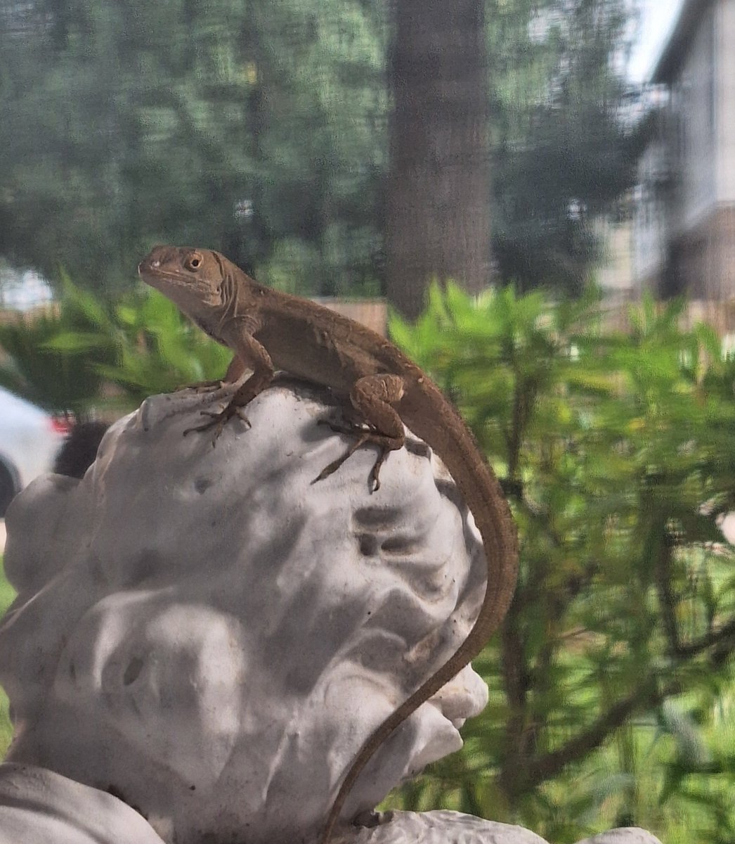 JewishShorts's tweet photo. made a friend today. i don't think he likes me. https://t.co/giH3iFCZGs