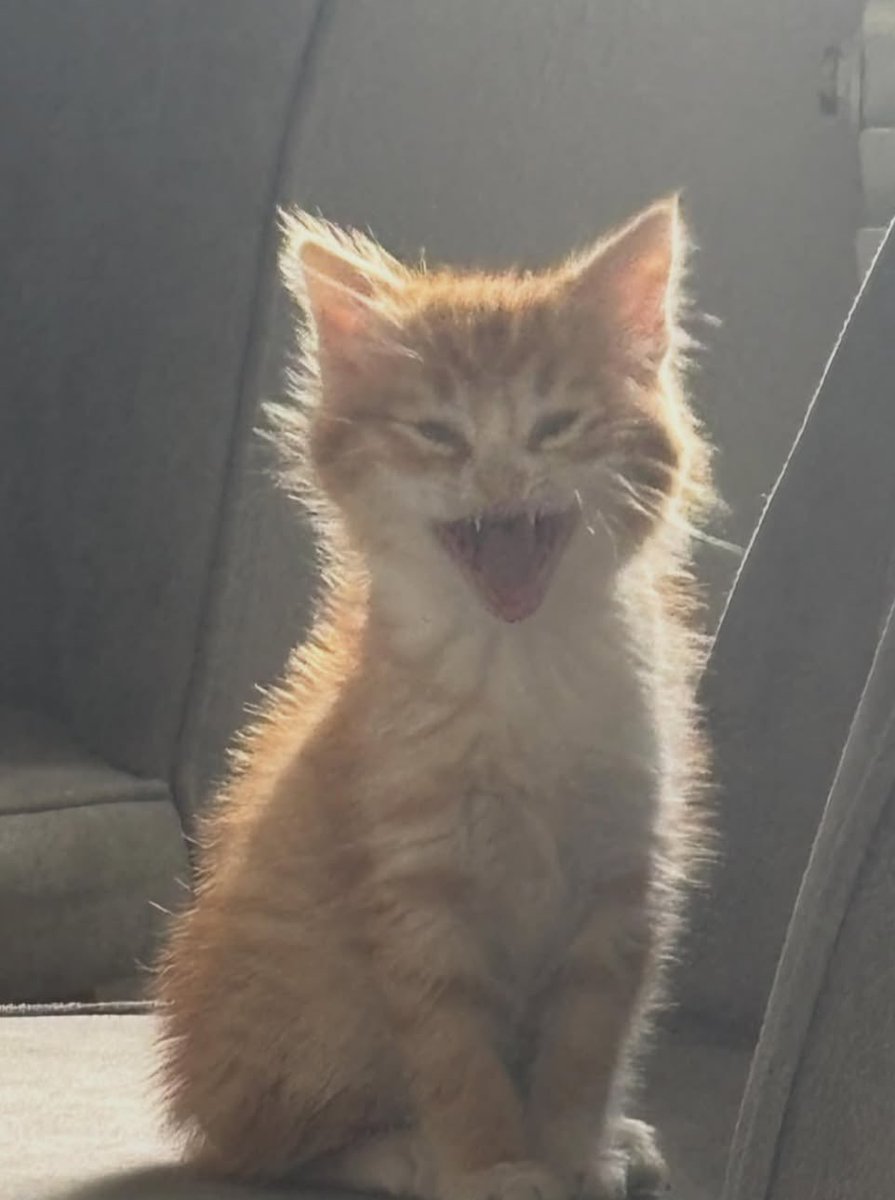cZerCats's tweet photo. @cZerGG Cats make everything better <3 https://t.co/mlMKjT0Gtl