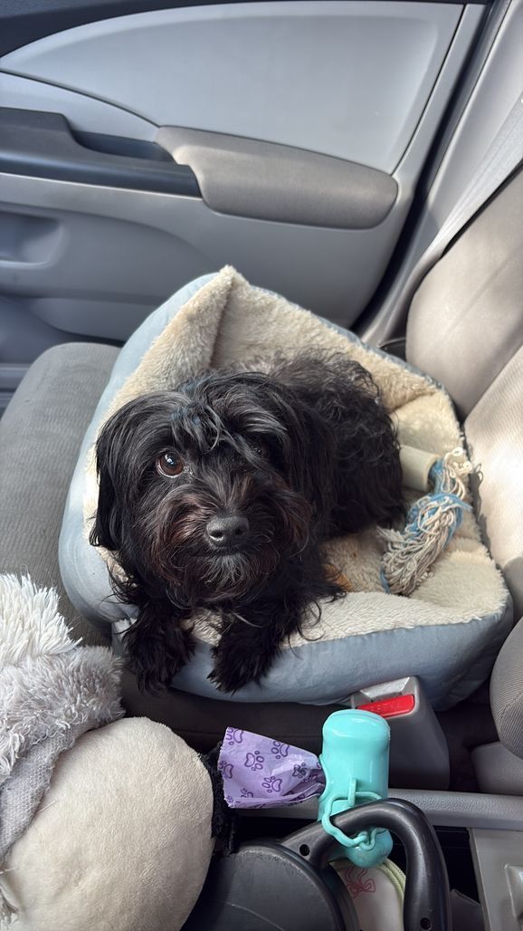 SistersInBiz's tweet photo. Keep an eye out in
#Woonsocket #RI
Willow St. area
#LostDog
Claire and is a Yorkie Poo
Missing since 7/23/2026
Pink collar
Black with a white underside and white patches on the face
Please share and call (203) 470-8302
https://t.co/9MyKBUdfJf 
#Rhodeisland #Oceanstate https://t.co/TA32Ho2jvi