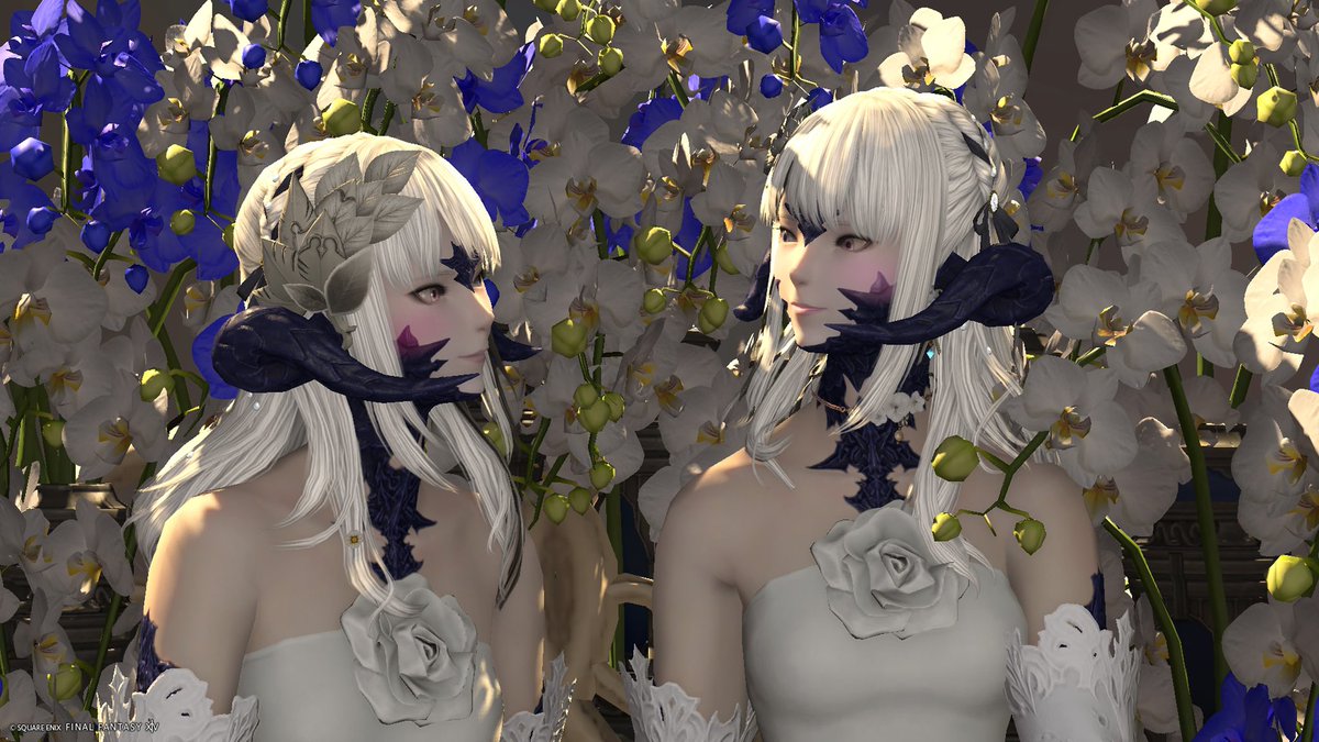 Ruto3Cross's tweet photo. おはようございます〜！
今日は荷物の受け取りがあるので少しだけ早起き！
今日も暑そうなのでみなさま熱中症にお気をつけて良い一日を〜！
(*´ω`*)

SSはお花に埋もれられる所ある！行こう！って言って撮りに行ったやつ！
･:*+.\(( °ω° ))/.:+

胡蝶蘭
 #Su_Studio https://t.co/KuyKO7EY3E