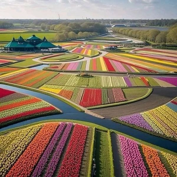 petalesblancs's tweet photo. tulips garden https://t.co/OTZxwpzUNZ