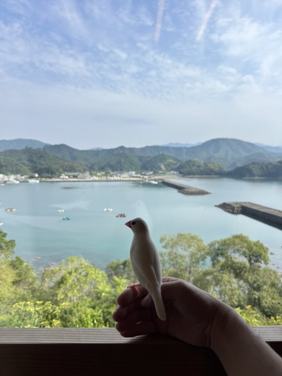 osin_jp's tweet photo. おはようございます📗

徳島のイマソラです☀️

本日は、我が家の文鳥「ピッピ」の登場です🐥
（おそらく日本で一番多い鳥の名前です🤣）

みんなで朝食を食べたら、高知県の白良浜へ海水浴に行ってきます🏖️

白良浜は遠浅で波も比較的穏やかなので、子ども連れにもおすすめの海水浴場です😊

夏休みの思い出をたくさん作ってきます🌊

本日もよろしくお願いいたします🙇‍♀️