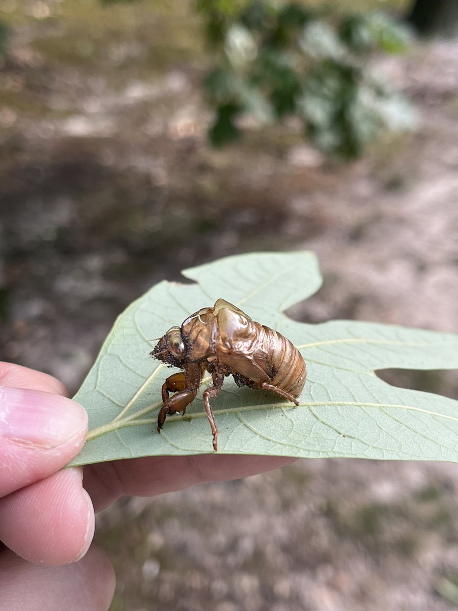 SylvauraGrove's tweet photo. 🌳The Sounds of Summer 🌳

This is the exuvia (empty exoskeleton) of a “dog-day” cicada. Common in most of the eastern and central US, dog-day cicadas emerge annually, and are a hallmark sound of summer. ☀️🕶️ https://t.co/ekekdMQSlh
