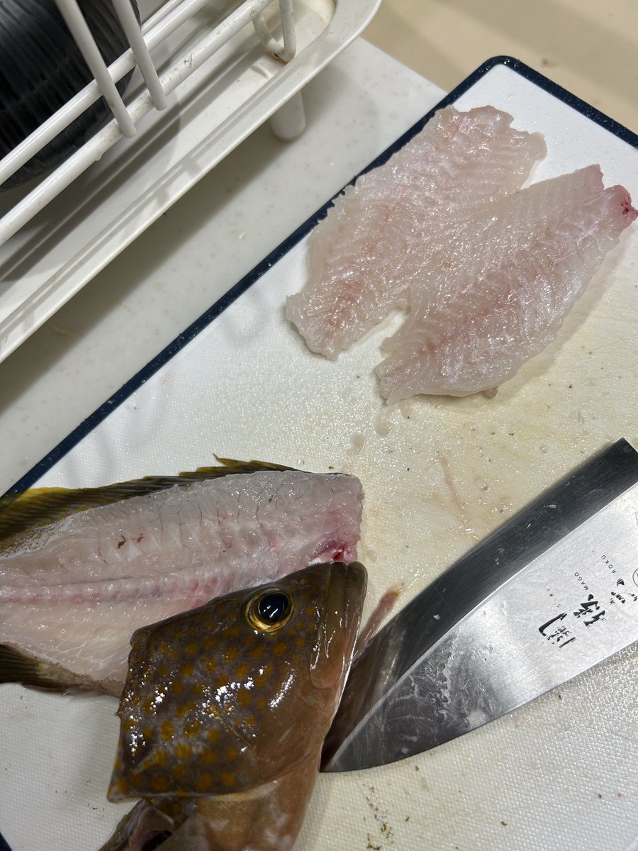 kisalagi002's tweet photo. 04:20ペンシルでアタリ→乗らず
04:30 ワームに変えてヒット→キャッチ
（マゴチにしてはあんまり暴れんな…）と思ってたらキジハタでした
刺身にしてメロの実家に持って行きます https://t.co/BmAvQFXVKD