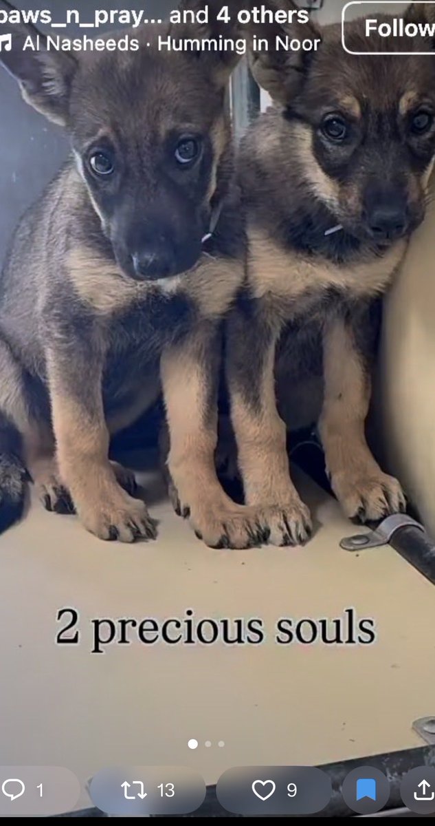 KellyG581976179's tweet photo. 🔴Extremely Urgent in California 

You know California has an absolute animal shelter crisis when 9 week old ,GSD puppies have been Kill Listed‼️

Puppies Kiwi and Grape are located at , Los Angeles County Animal Control, in Lancaster, CA

Rescue, Pledges for Rescue, Fosters or Adopters Needed @sabamekazeus

Is there Anyone in Southern CA that can Foster or Adopt so a Rescue can pull these sweethearts⁉️

Please Share Grape and Kiwi to find their Hero or Heroes🙏