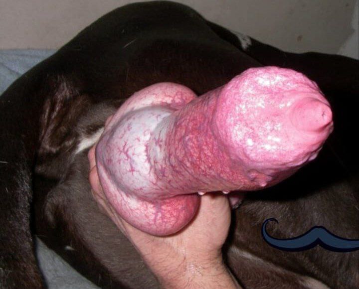 knottykinkszoo's tweet photo. We're each other’s dirty little midnight snack 😋🤤
And we just keep coming back for more 😫🍆💦
DM for fire clips 🔞🔥👇👇
https://t.co/IuYqH6jyDt

#zoophilia #zoophile #Zoosex #dogknot #zootwt #porn #cumslut #taboo #raven #k9girls #doglover #furryporn #beastality
#dogmum #knott https://t.co/ckhdmlTaol