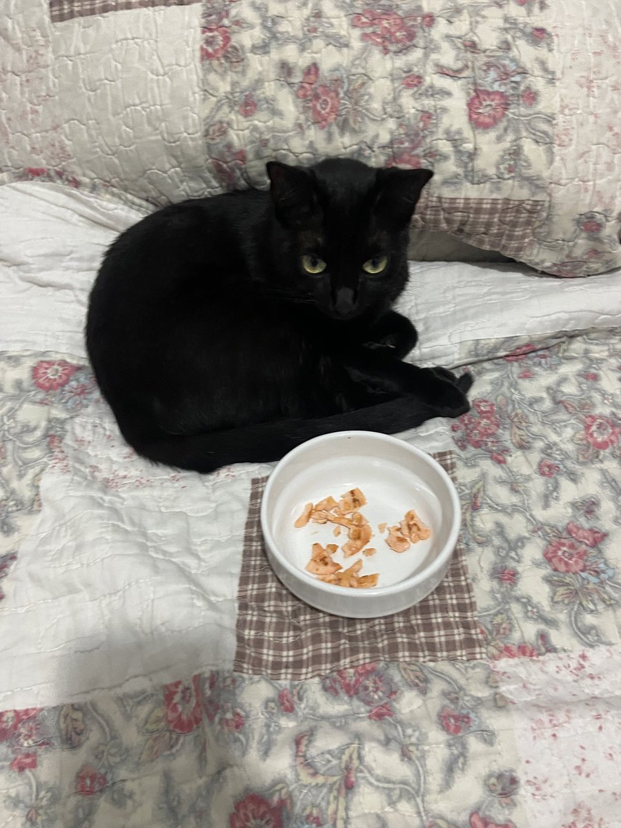 lasalvv's tweet photo. Eu abri mão de um sushi, peguei o salmao fritei botei no pratinho e ela ODIOU q gato é esseeeeee https://t.co/3nlAkxTvEY