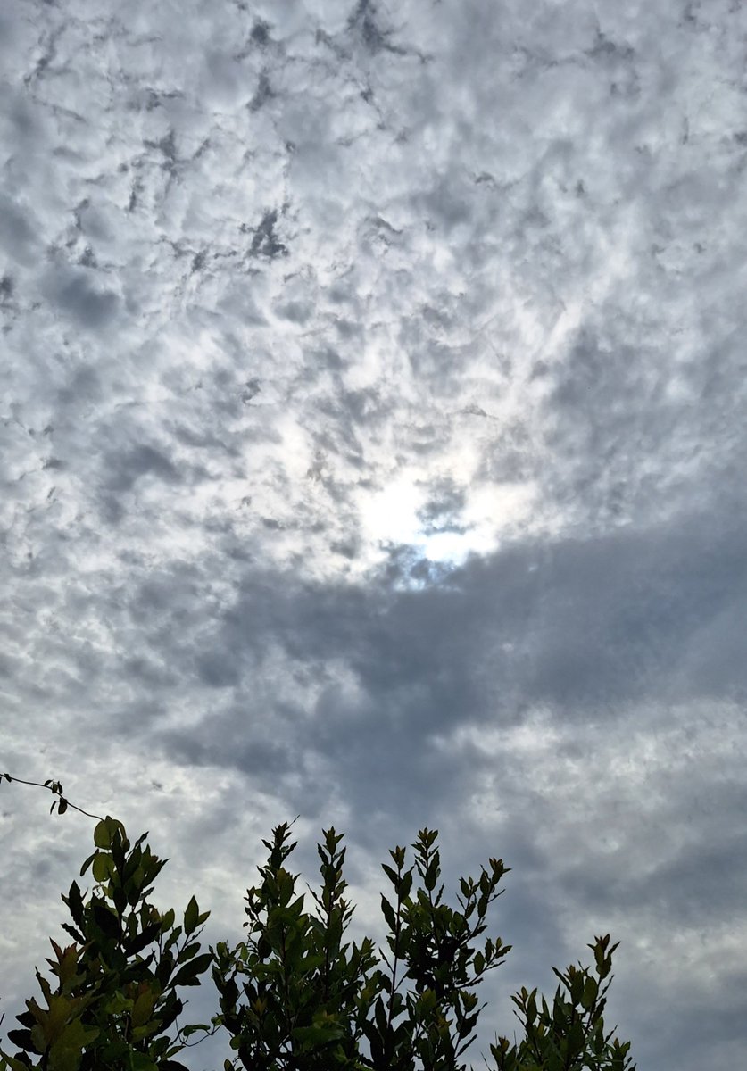 h_dendoshi's tweet photo. おはようございます🙋

今朝は曇り空☁
暑さも少しマシになるかな🤔

朝ごはん待ちのトラちゃんと黒猫ちゃん🐈️🐈‍⬛
阪神連敗でも元気にモグモグ(=^ェ^=)(ФωФ)

今日もいい一日になりますように☺️

#イマソラ #猫のいる暮らし https://t.co/ut4fHjV4L2