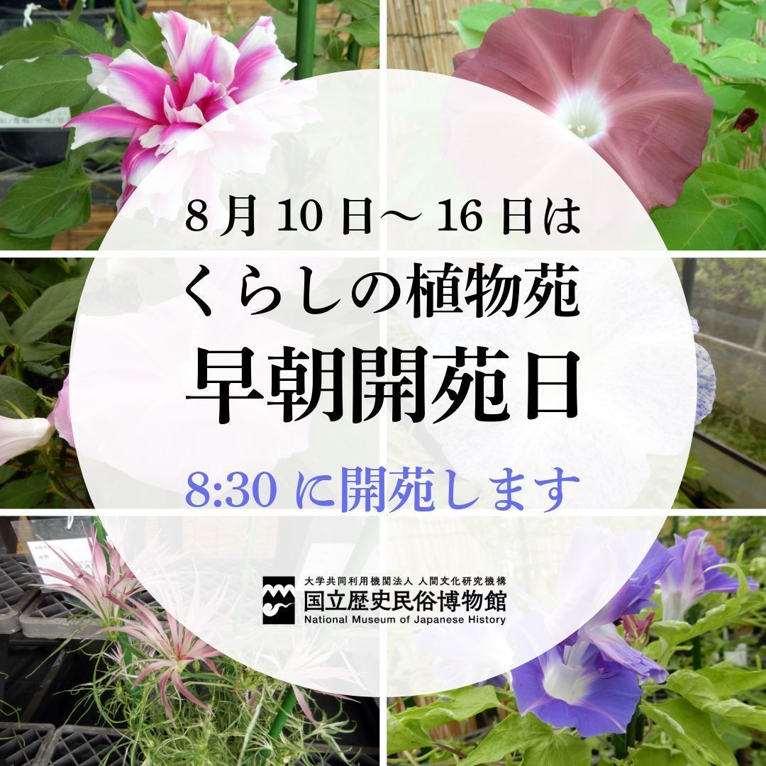 rekihaku's tweet photo. 【早朝開苑日のお知らせ⏰】
8/10(月)～16(日)は #くらしの植物苑 が8:30から開苑します。

8/5(水)からは同苑で特別企画「#伝統の朝顔」を開催。#朝顔 は早朝に開花し、その後は徐々にしおれてしまいますので、朝方の観賞がおすすめです！

「伝統の朝顔」の詳細はこちら▼
https://t.co/Wn2jhpMX32 https://t.co/wkxYQRnpFA