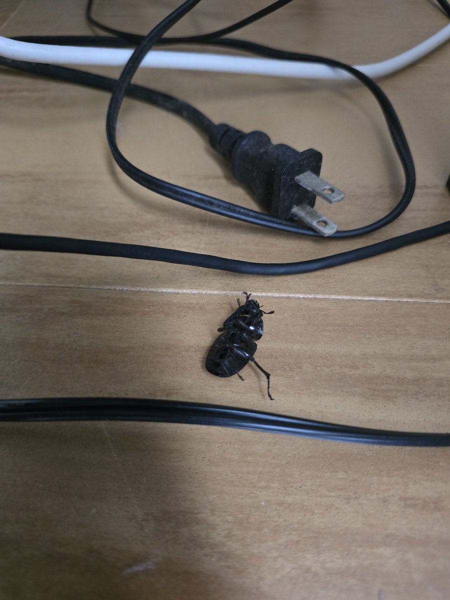 reon426m's tweet photo. 朝からクワガタメスとご対面🙏
君らほんとどっから入ってくるの https://t.co/JDCounvnyA