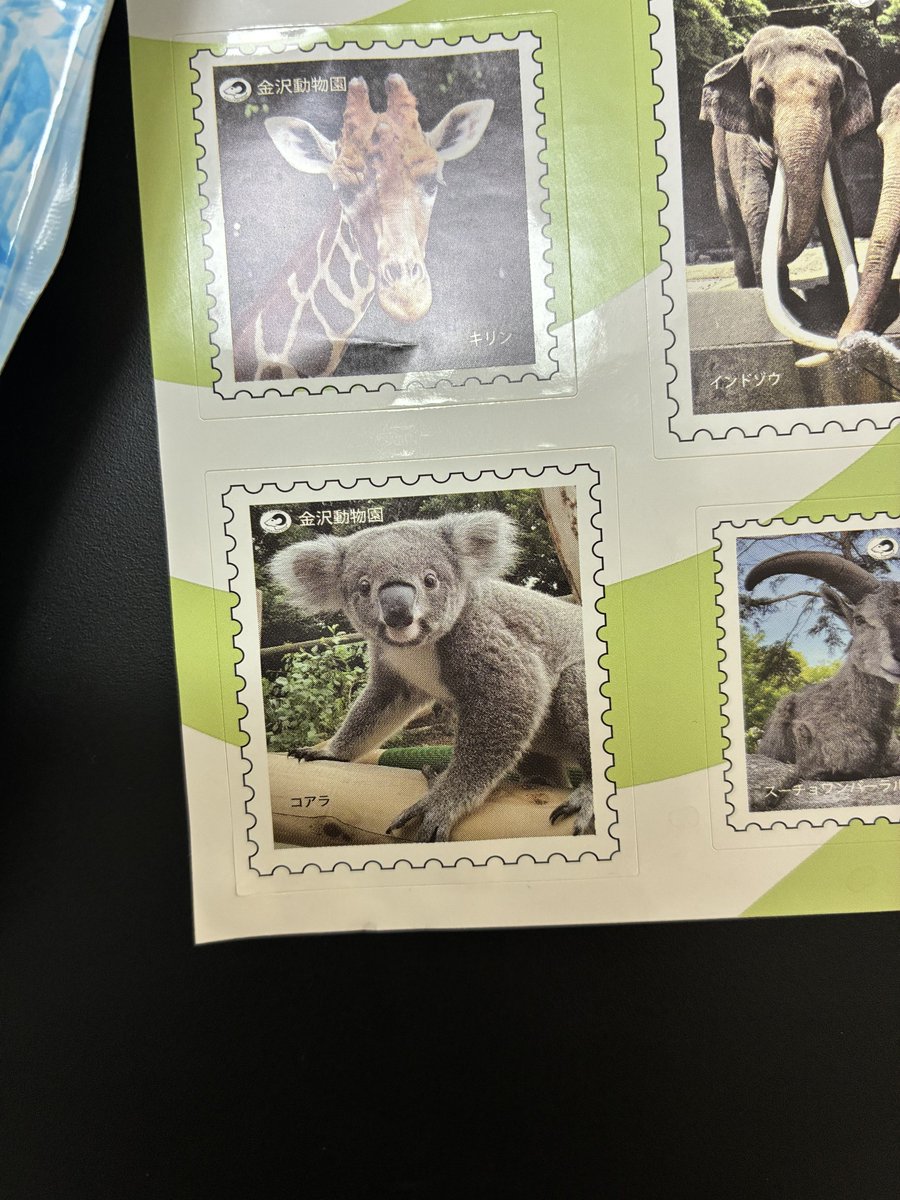 Vi5_koala's tweet photo. 金沢動物園に昨日行ってきました🐨
写真は後日合間を縫ってぽちぽち編集しよう📸
帰りにアンケートに答えたらお返しにいただきました。冷却パック嬉しい☺️
このコアラちゃんはどなたなのかな？
#横浜市立金沢動物園 #コアラ https://t.co/hTb6iATQGc