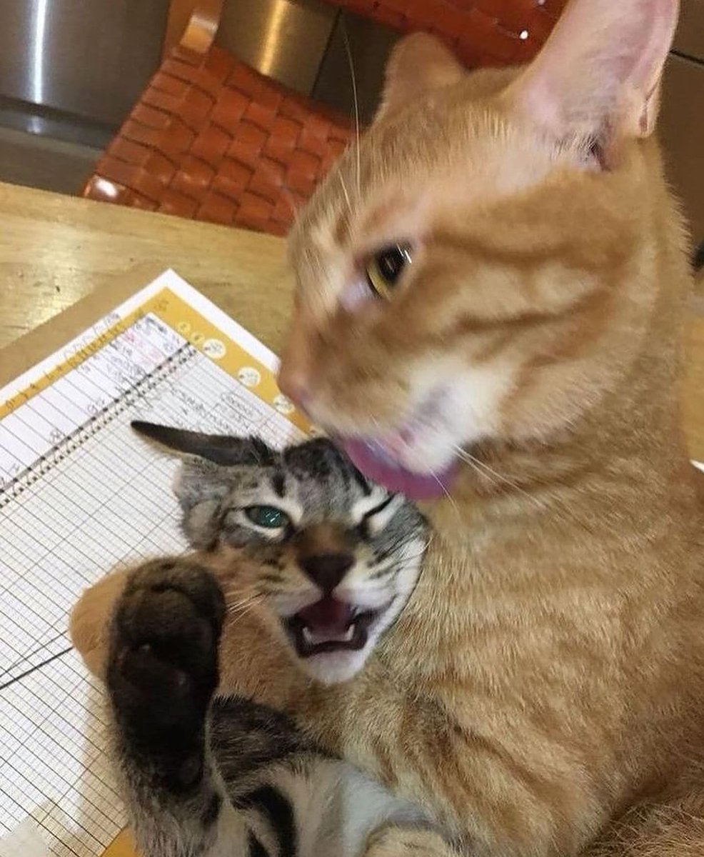 PunchingCat's tweet photo. https://t.co/sODUcvYaJA