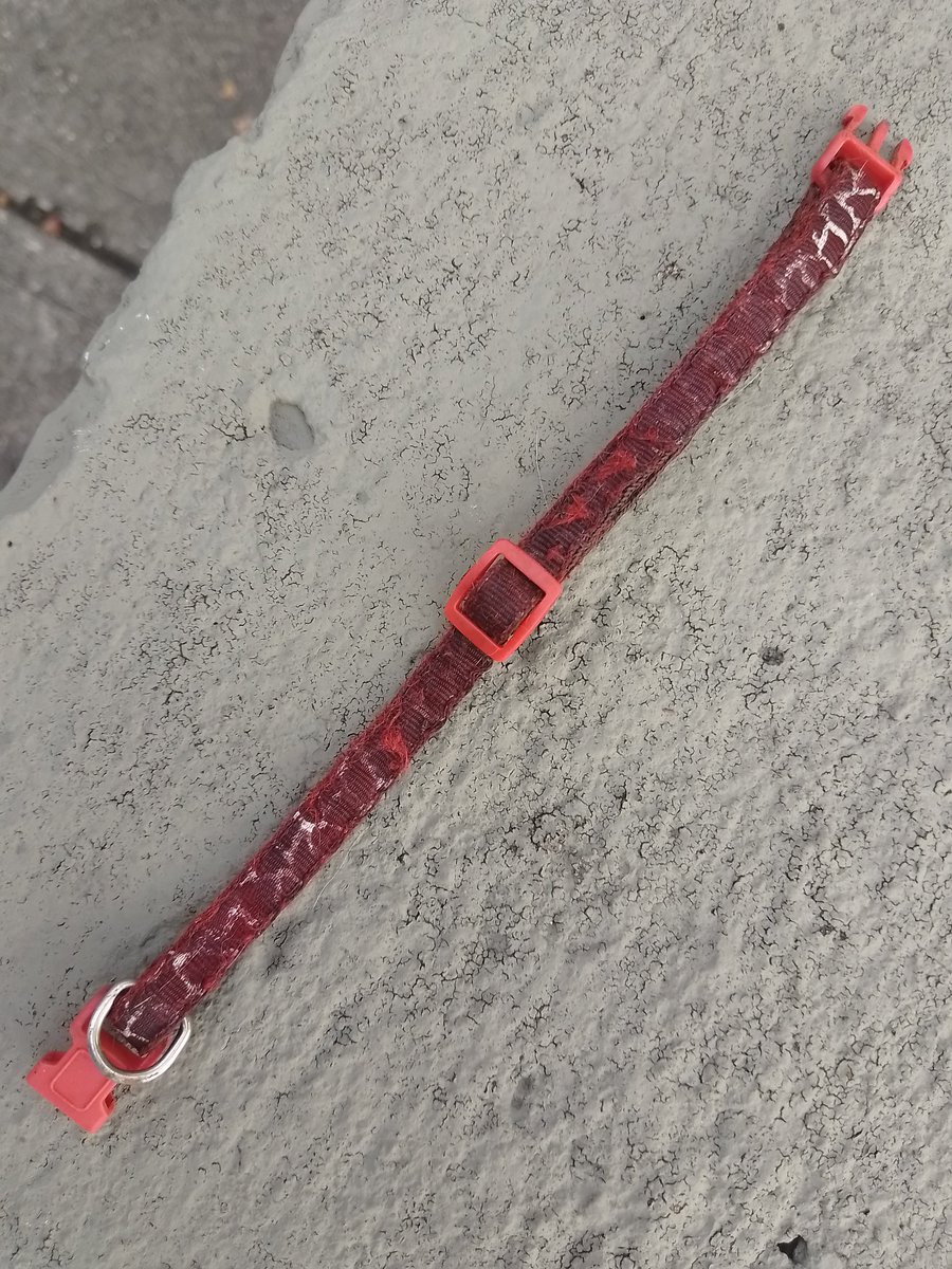 MiguelDDL's tweet photo. Miren, si saben de alguien a  quien se le perdió un gatico gris atigrado con blanco que tenía este collar, lamento haberlo encontrado atropellado en la av ppal de Alto Prado en Caracas.

A falta de una mejor, quisiera que esa persona tuviese una certidumbre. https://t.co/PZae6IGU50