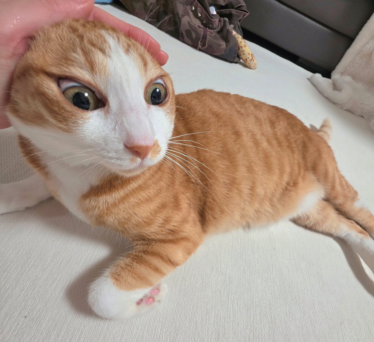 kimodeng0314's tweet photo. 고구마 몸매 https://t.co/vK46Jc9NHo
