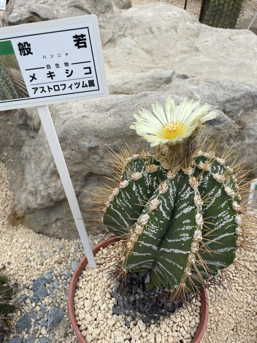 ouse_park's tweet photo. 7/26
おはようございます、今日は朝から大雨ですね
サボテン園では般若が可憐な花を咲かせていました
お足元が悪いですが、午前中ならご覧いただけるかと思います
これからきのこ観察会なのですが、雨やまないかな～ https://t.co/aoxOnAYnPl