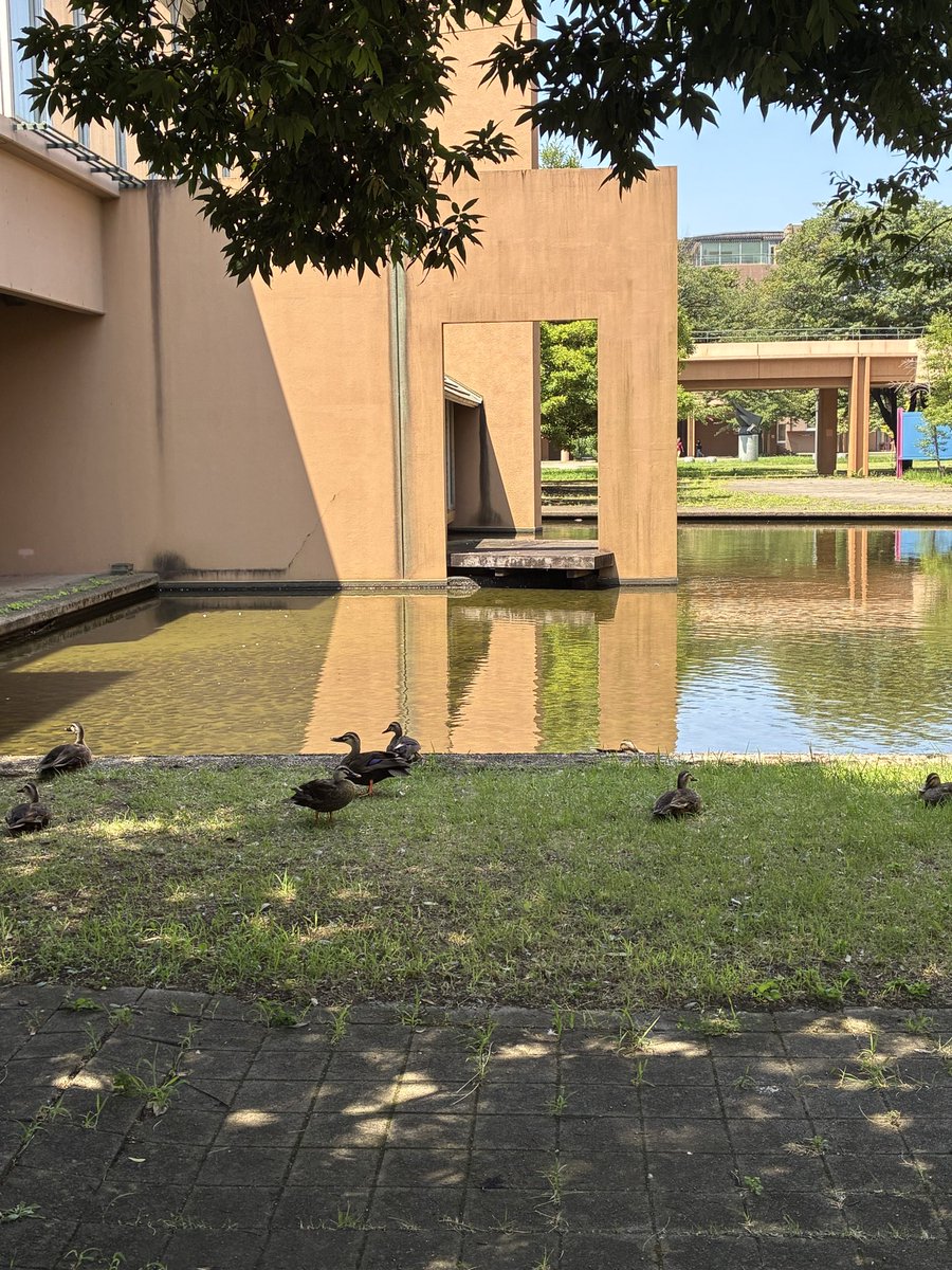 ogu1930's tweet photo. もうすぐ大学生の方も試験が終わる頃ですね📖🧑‍🎓
大学に夏休み免許説明会で伺ったときの一枚、🦆鴨たちも暑さにまいったかのように大学内の水辺に集合。
暑さもこれからです、無理せずヤバいかなと感じたらすぐ休みましょう！

byレッド

#夏休み免許
#鴨
#暑さ対策 https://t.co/BGUhE5nPNx