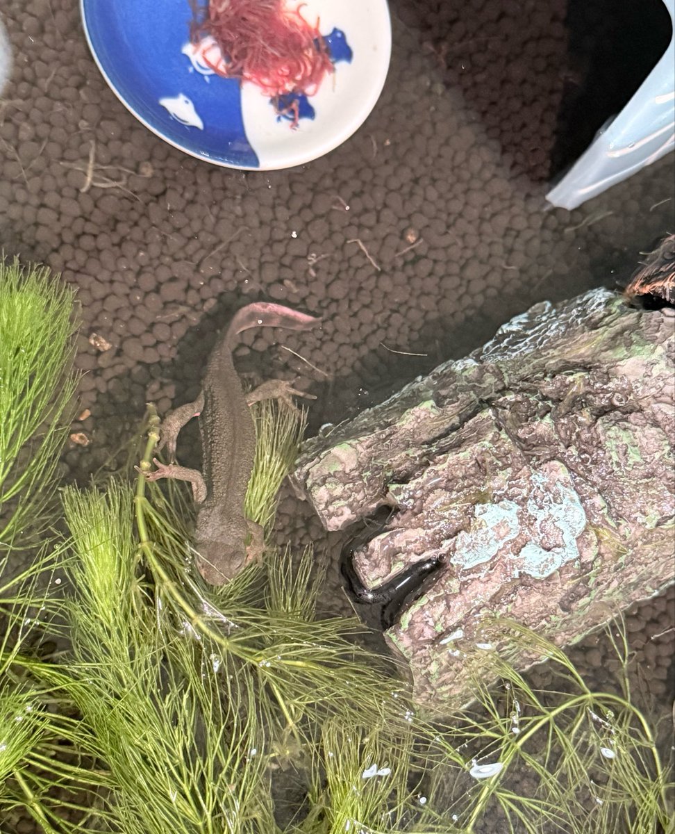 nilgiri853's tweet photo. 佐賀キャンプで息子が捕まえたアカハライモリ🦎
飼いたい言うので水槽やら諸々で1万くらいかかる伝えたら、少し悩んで僕が払う！！

1週間目にしてやっと餌食べてくれた😭
めっちゃ可愛い😍 https://t.co/EnsIsENi0D