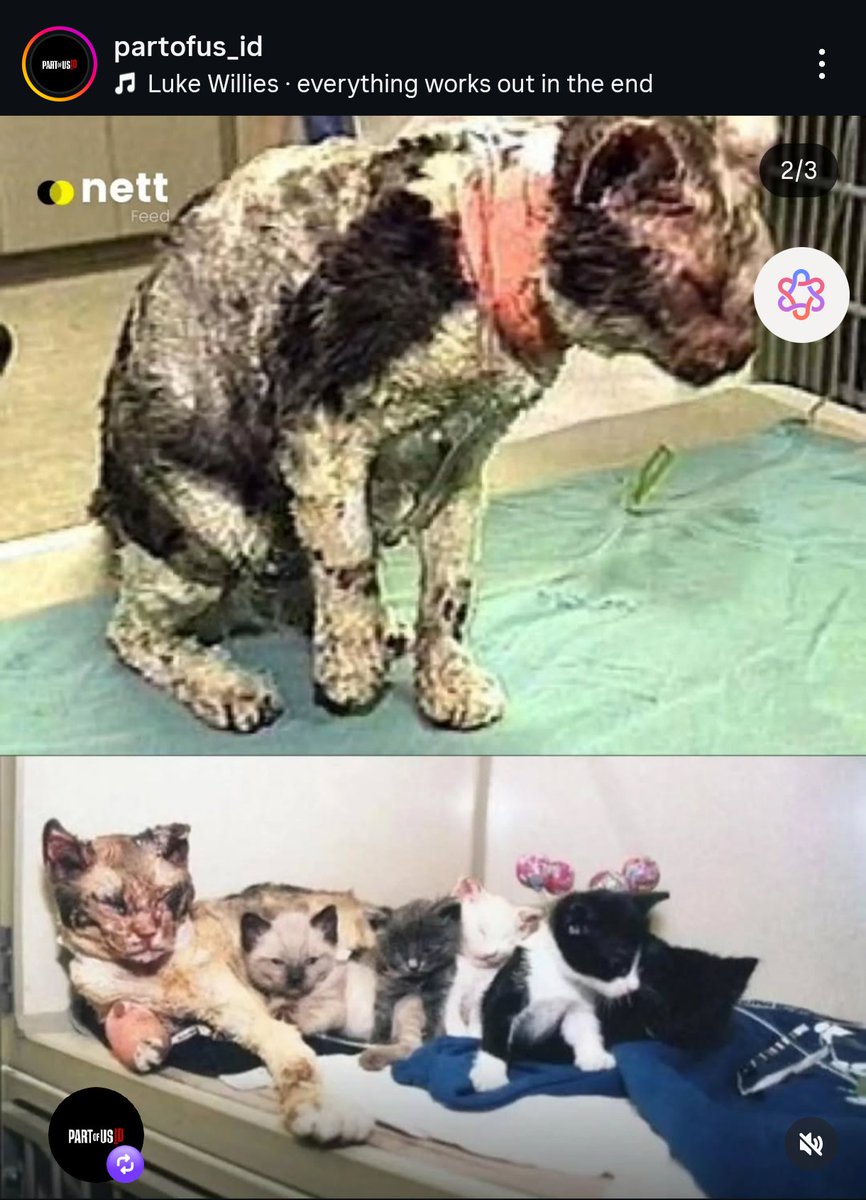 P3gEl's tweet photo. Naluri seorang Ibu, seekor kucing hitam rela tembus kobaran api 5x demi selamatkan anak-anaknya 🥲 https://t.co/fZ82kiEISc