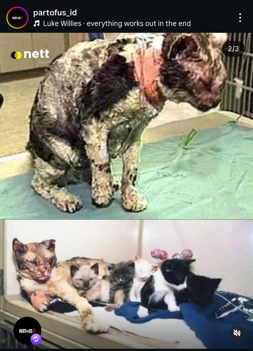 P3gEl's tweet photo. Naluri seorang Ibu, seekor kucing hitam rela tembus kobaran api 5x demi selamatkan anak-anaknya 🥲 https://t.co/fZ82kiEISc