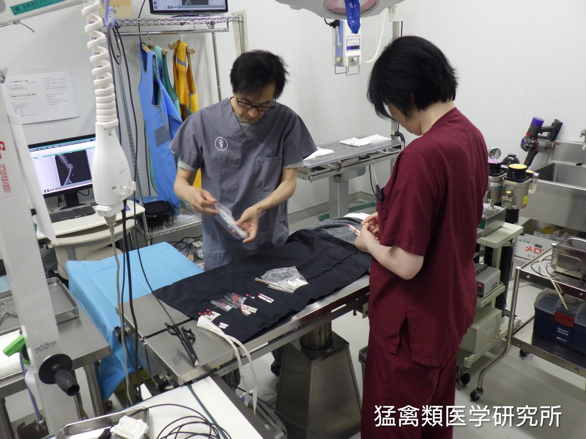 raptor_biomed's tweet photo. 今年は例年になく巣立ったばかりのオジロワシが収容されている。多くは車との衝突だが、列車事故に遭った者もいる。ほとんどが重症で、上腕骨、頸骨、脊椎を骨折している。看護を行っている部屋はまるで小児病棟さながらで、こまめな患者チェックと緻密な世話が必要になっている。ドライバーの皆さんには重ねて動物の飛び出しを念頭に置いた安全運転をお願いしたい。

#オジロワシオオワシ保護増殖事業 #釧路湿原野生生物保護センター #猛禽類医学研究所