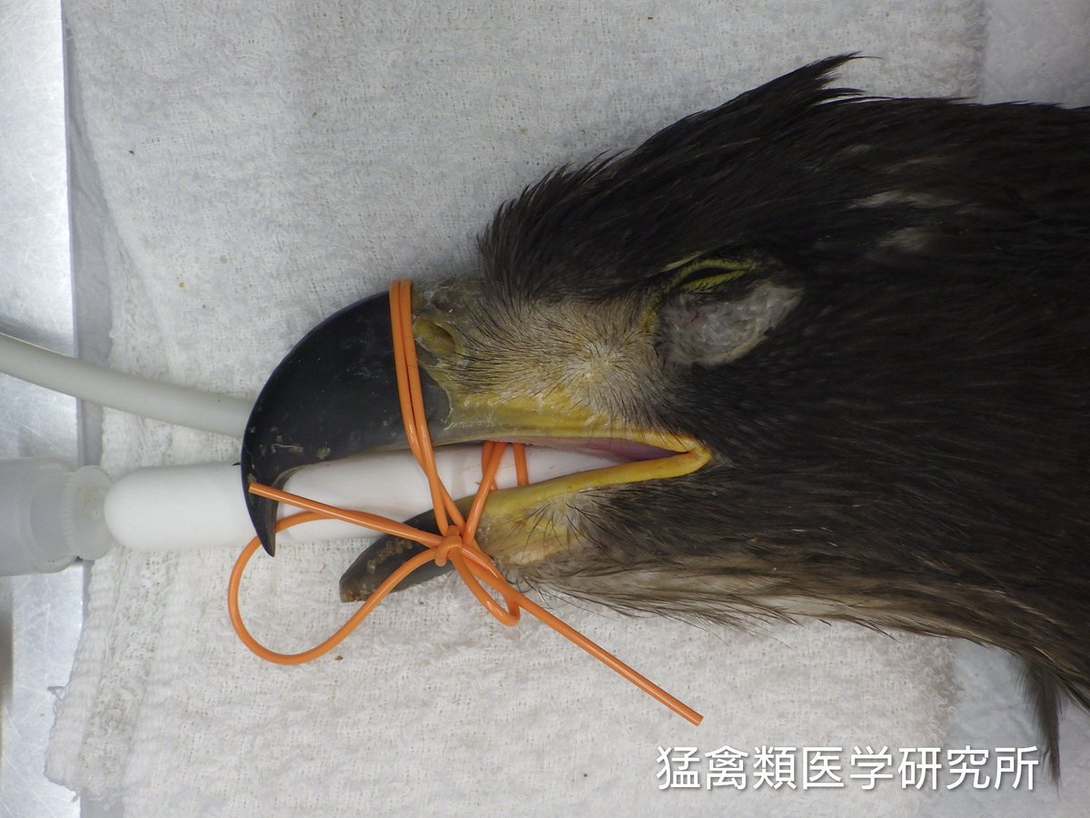 raptor_biomed's tweet photo. 今年は例年になく巣立ったばかりのオジロワシが収容されている。多くは車との衝突だが、列車事故に遭った者もいる。ほとんどが重症で、上腕骨、頸骨、脊椎を骨折している。看護を行っている部屋はまるで小児病棟さながらで、こまめな患者チェックと緻密な世話が必要になっている。ドライバーの皆さんには重ねて動物の飛び出しを念頭に置いた安全運転をお願いしたい。

#オジロワシオオワシ保護増殖事業 #釧路湿原野生生物保護センター #猛禽類医学研究所