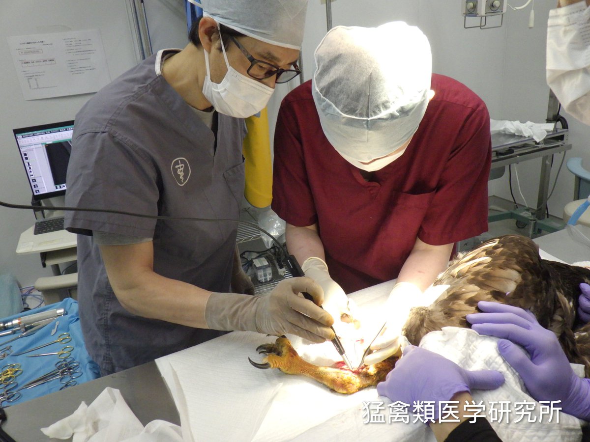 raptor_biomed's tweet photo. 今年は例年になく巣立ったばかりのオジロワシが収容されている。多くは車との衝突だが、列車事故に遭った者もいる。ほとんどが重症で、上腕骨、頸骨、脊椎を骨折している。看護を行っている部屋はまるで小児病棟さながらで、こまめな患者チェックと緻密な世話が必要になっている。ドライバーの皆さんには重ねて動物の飛び出しを念頭に置いた安全運転をお願いしたい。

#オジロワシオオワシ保護増殖事業 #釧路湿原野生生物保護センター #猛禽類医学研究所