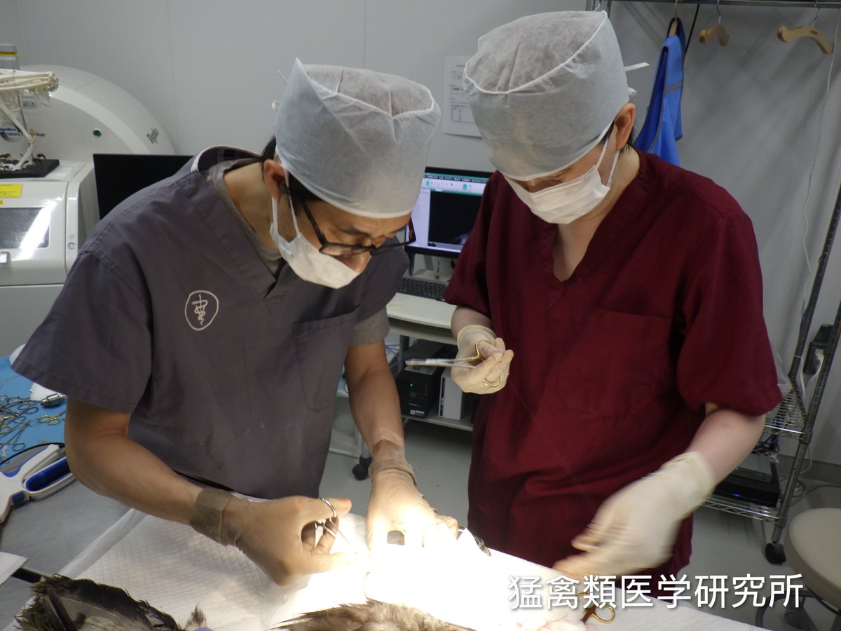 raptor_biomed's tweet photo. 今年は例年になく巣立ったばかりのオジロワシが収容されている。多くは車との衝突だが、列車事故に遭った者もいる。ほとんどが重症で、上腕骨、頸骨、脊椎を骨折している。看護を行っている部屋はまるで小児病棟さながらで、こまめな患者チェックと緻密な世話が必要になっている。ドライバーの皆さんには重ねて動物の飛び出しを念頭に置いた安全運転をお願いしたい。

#オジロワシオオワシ保護増殖事業 #釧路湿原野生生物保護センター #猛禽類医学研究所
