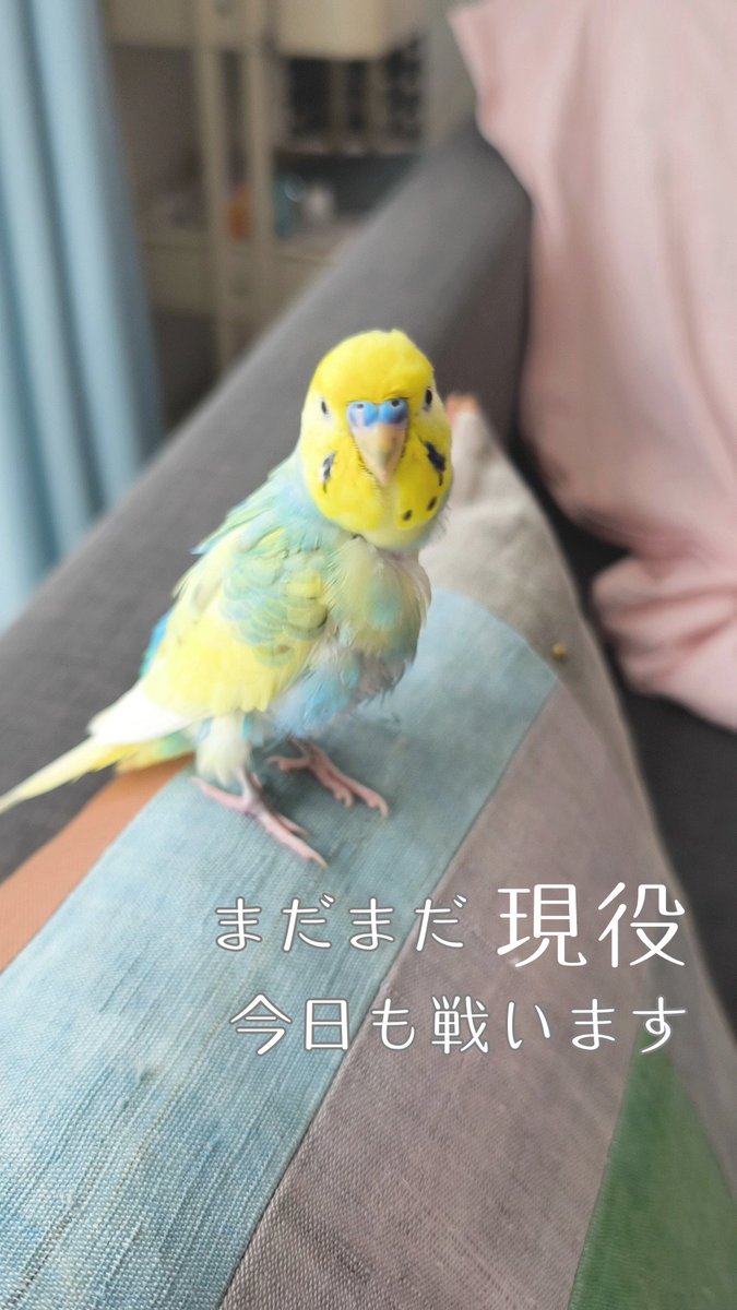 LiccaRin3's tweet photo. 電動歯ブラシを見ると、
 今日もスイッチオン。

勢いよく向かっていく、そら🐦

年齢を重ねても、 
「好き！」には一直線。

みなさんのおうちの鳥さん。
 つい熱くなってしまう相手は
いますか？ https://t.co/mgBptSdfjm