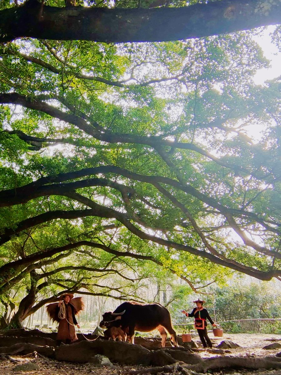 salamghaebts's tweet photo. Random street moment that felt too warm to miss  People enjoying a lazy afternoon chat under the old banyan tree. https://t.co/hvj8IIJem1