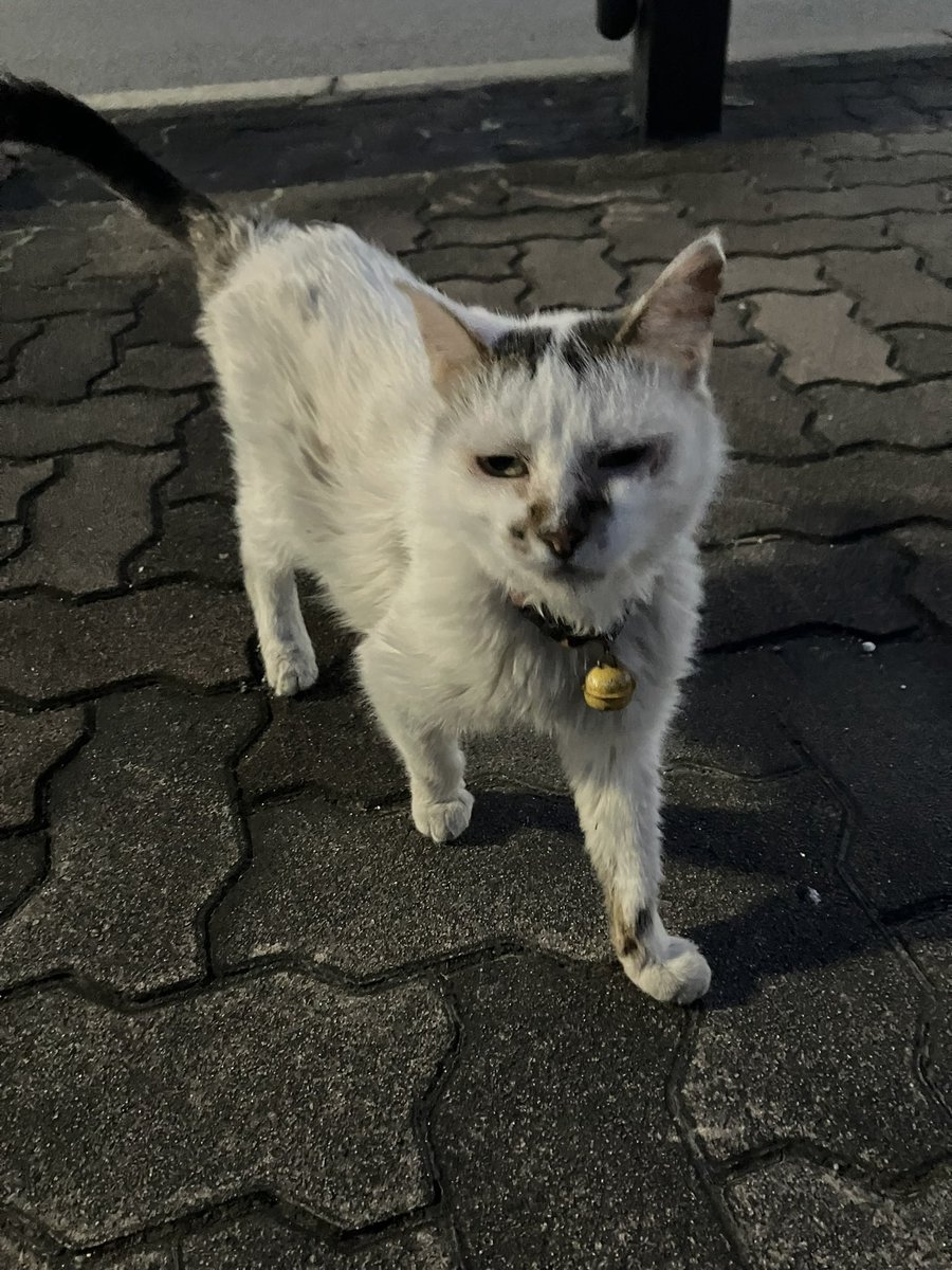 mugi0524mugi's tweet photo. かぁちゃんから

愛知県西三河地方で首輪に鈴のついた猫ちゃんが歩いていました。

放し飼いなのか、迷子猫なのかわからないのと、我が家ではむぎうぃとがいるため、保護が出来ません。
もしひょっとしてうちの子？と思ったらDMください
虐待防止の観点から詳しい場所は控えさせていただきます。 https://t.co/XoK57kUuv7