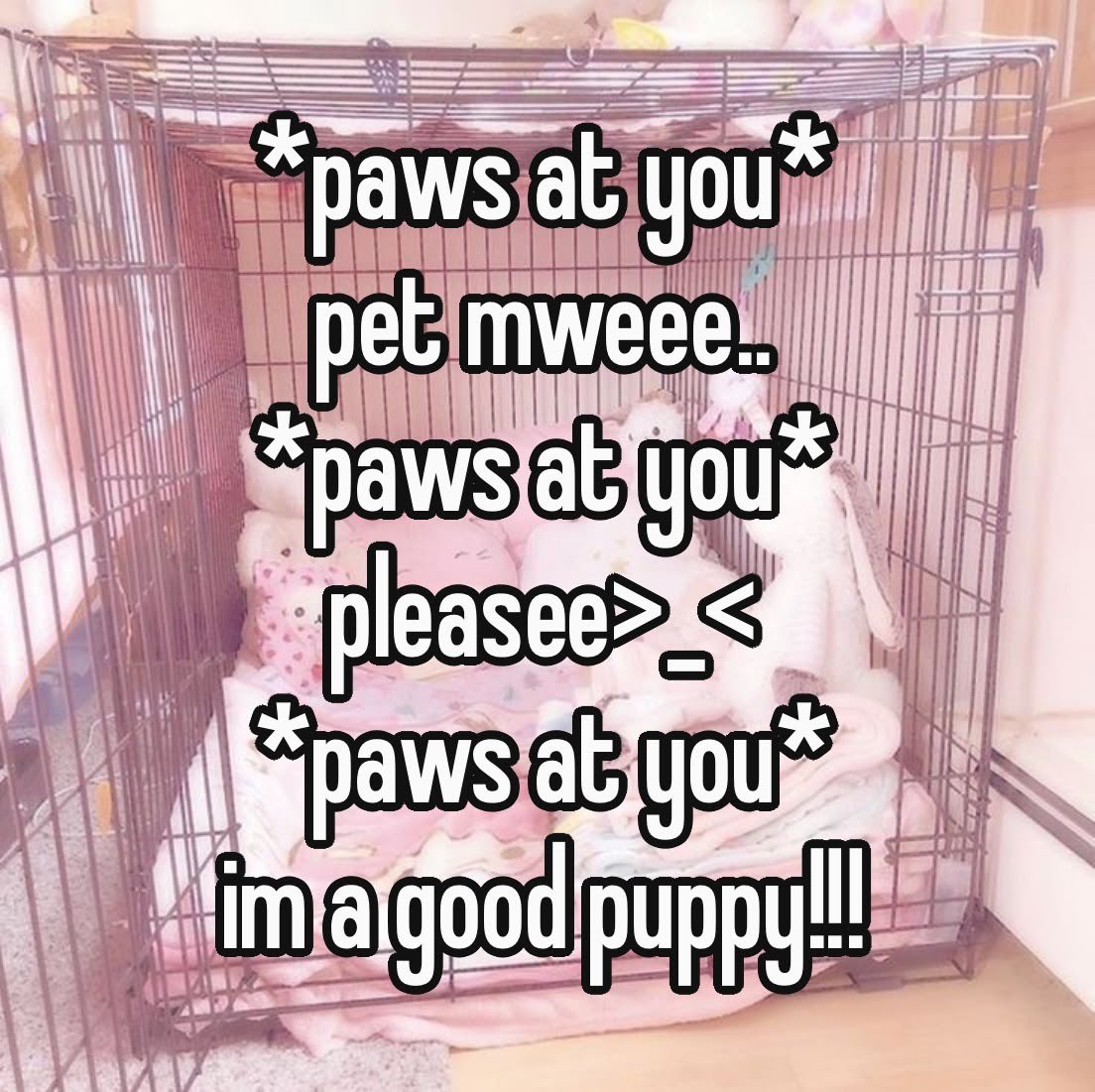 gayfluffypaws's tweet photo. please pet me please pet me please pet me please pet me please pet me please pet me please pet me please pet me puppy needs pettingggggg https://t.co/EGWF08DHRQ