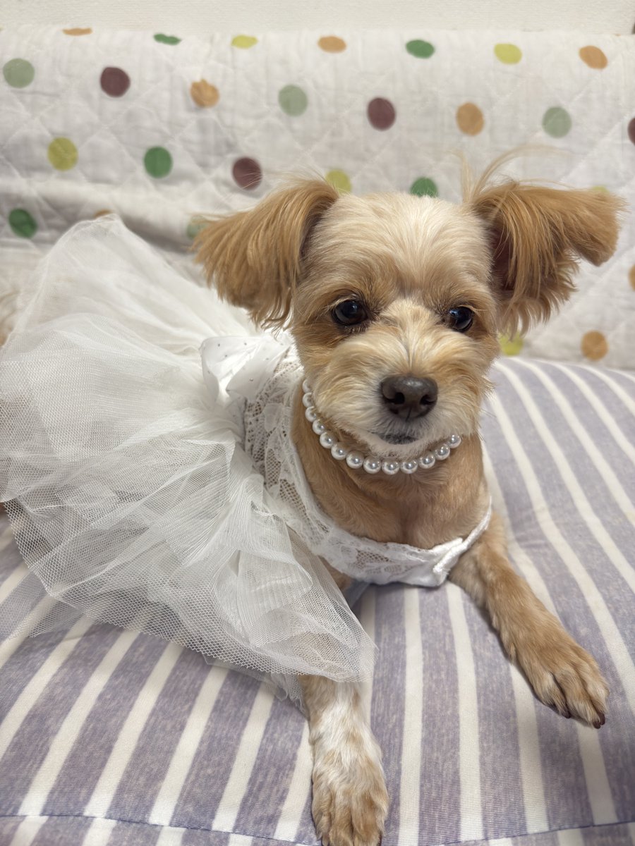 nyanmaga's tweet photo. ドレスを着てオシャレしてた🐩 https://t.co/ZtvuryoGqo
