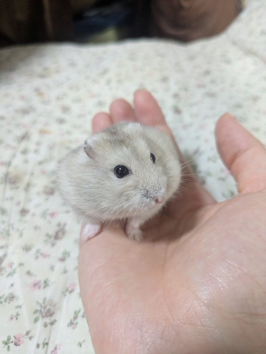 precioushmhm's tweet photo. お固まり気味のクルミちゃん https://t.co/H64vDYMbQQ
