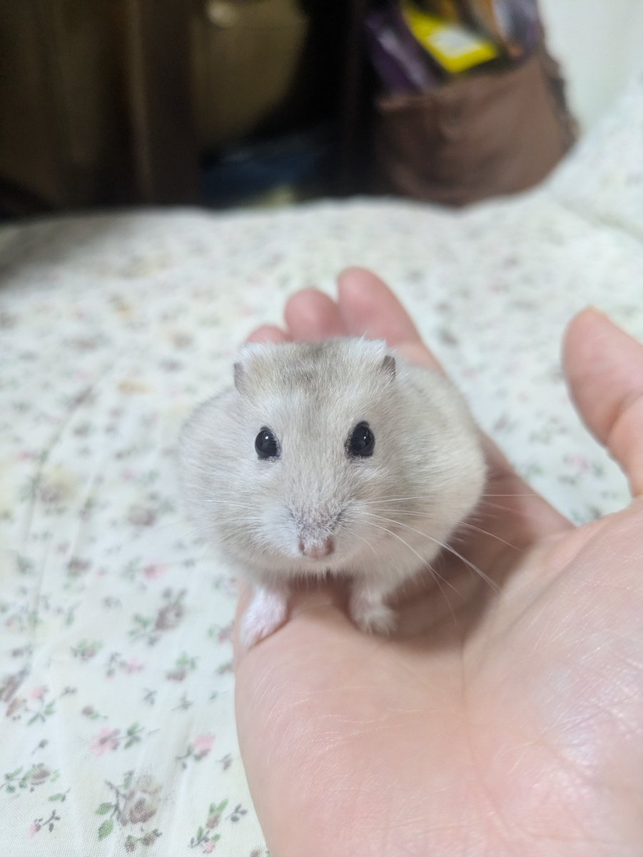 precioushmhm's tweet photo. お固まり気味のクルミちゃん https://t.co/H64vDYMbQQ