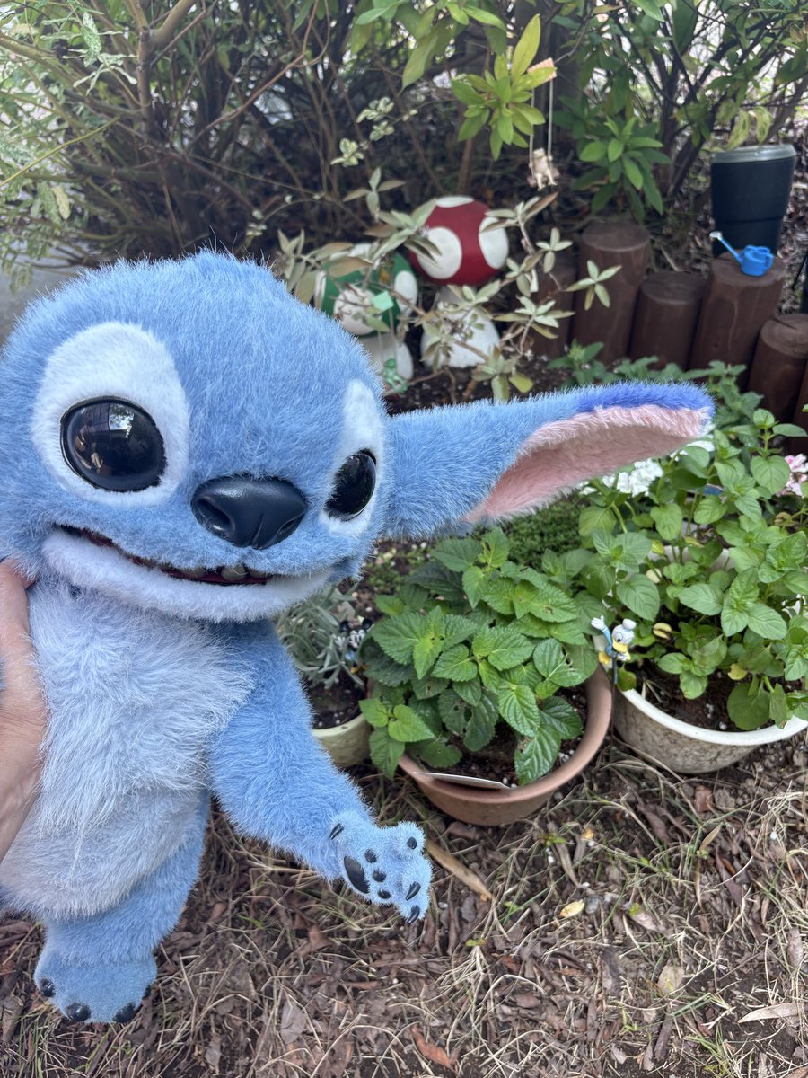 sayu1983's tweet photo. スティッチオサンポ。
シラヌマニ　カダン　デキテタ https://t.co/8k8hxSBu6t